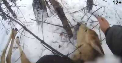 Косулю спасли из браконьерской петли в Хакасии