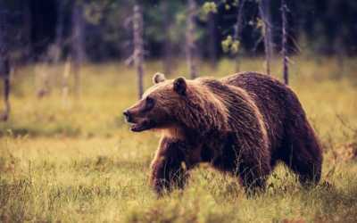 Медведь вновь задрал туриста в парке Ергаки