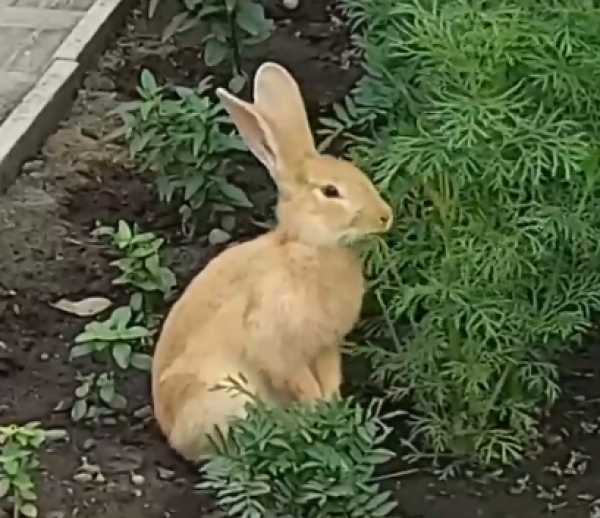 Абаканский кролик-гурман предпочитает цветочное меню