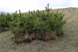Зелёный пояс Абакана: на Самохвале высажена тысяча сосен