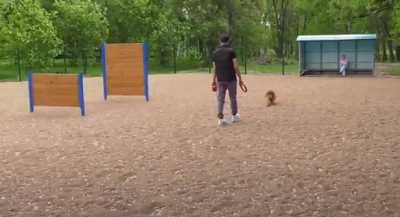 Площадку для выгула собак обустраивают в парке Абакана