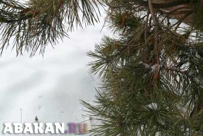 На праздники в Абакане обещают снег