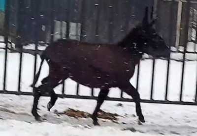 В Абакане выбирают имя ослику