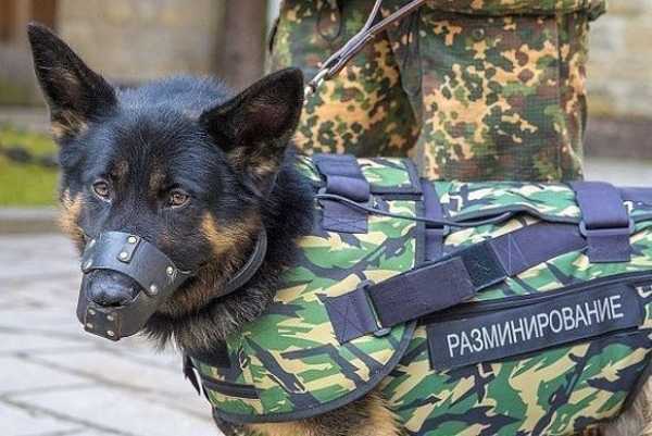 Детсады Абакана получили сообщения о заложенных минах