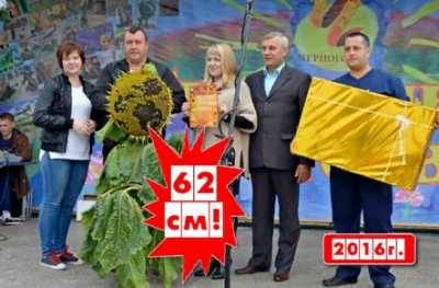 В Черногорске вручат призы за подсолнухи