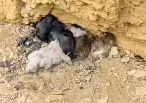 Птенцы филинов обнаружены в заповеднике Хакасии