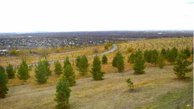 Городская осень: хвойные деревья и зелёный пояс