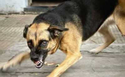 Девочку загрызли собаки в Забайкальском крае