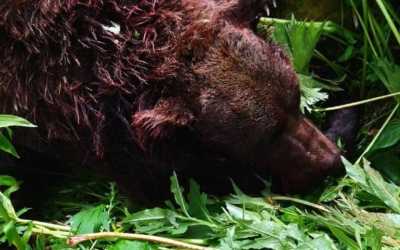 В Ергаках сократят численность медведей