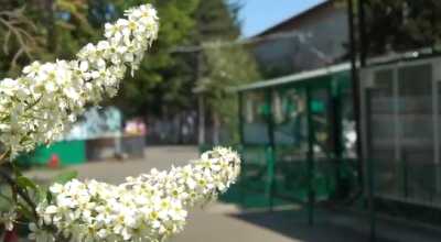 В Абакане медведей ждет большой переезд