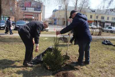 Воры или вандалы украли две ёлочки из сквера Памяти Чернобыльцам