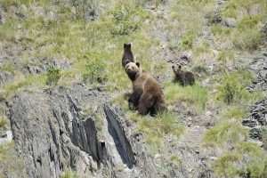 Саяно-Шушенский заповедник: для медвежат это лето полно открытий