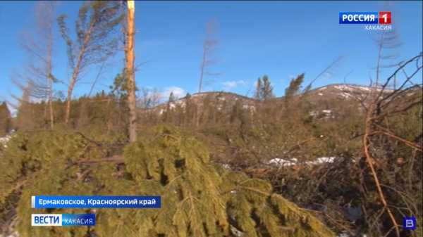 «Леса Хакасии» снова в центре скандала