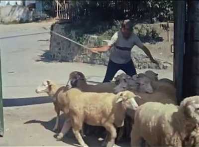 Полицейские Ширинского района раскрыли кражу овец