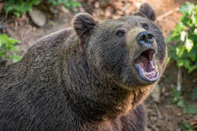 Полицейский застрелил медведя, вышедшего к школе в Белом Яре