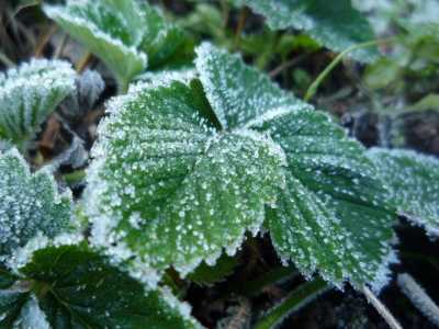 Штормовое предупреждение: в Хакасии прогнозируют заморозки