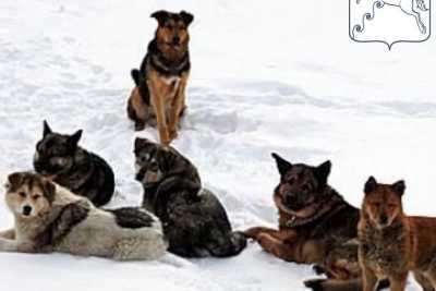 В Усть-Абаканском районе власти решают вопрос бродячих собак?
