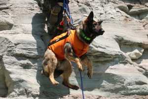 Собак снимали со скалы в Абакане