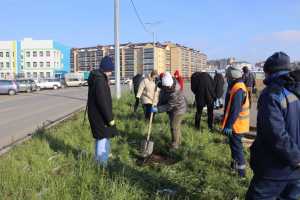 Озеленение Абакана: в Арбане высажено 35 деревьев, впереди строительство парка