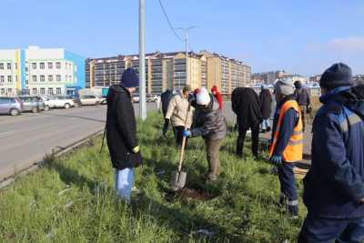 Озеленение Абакана: в Арбане высажено 35 деревьев, впереди строительство парка