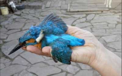 В Орджоникидзевском районе обнаружили синюю птицу