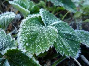 Осень близко: в Хакасии прогнозируют заморозки