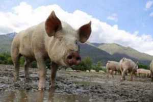 Чума близко: в Абакане здоровье свиней проверят бесплатно