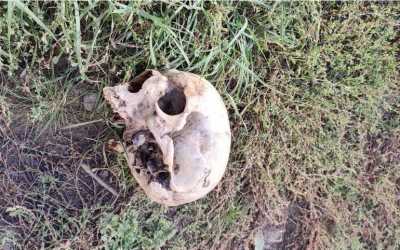 Человеческий череп нашли на улице в Абакане