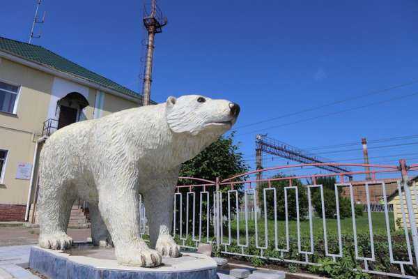 Белый медведь появился на ж/д станции Красноярска
